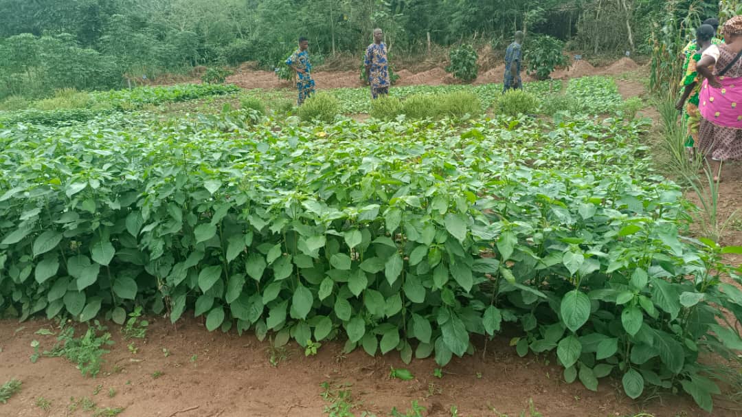 DSG MEDIA & COMMUNICATION