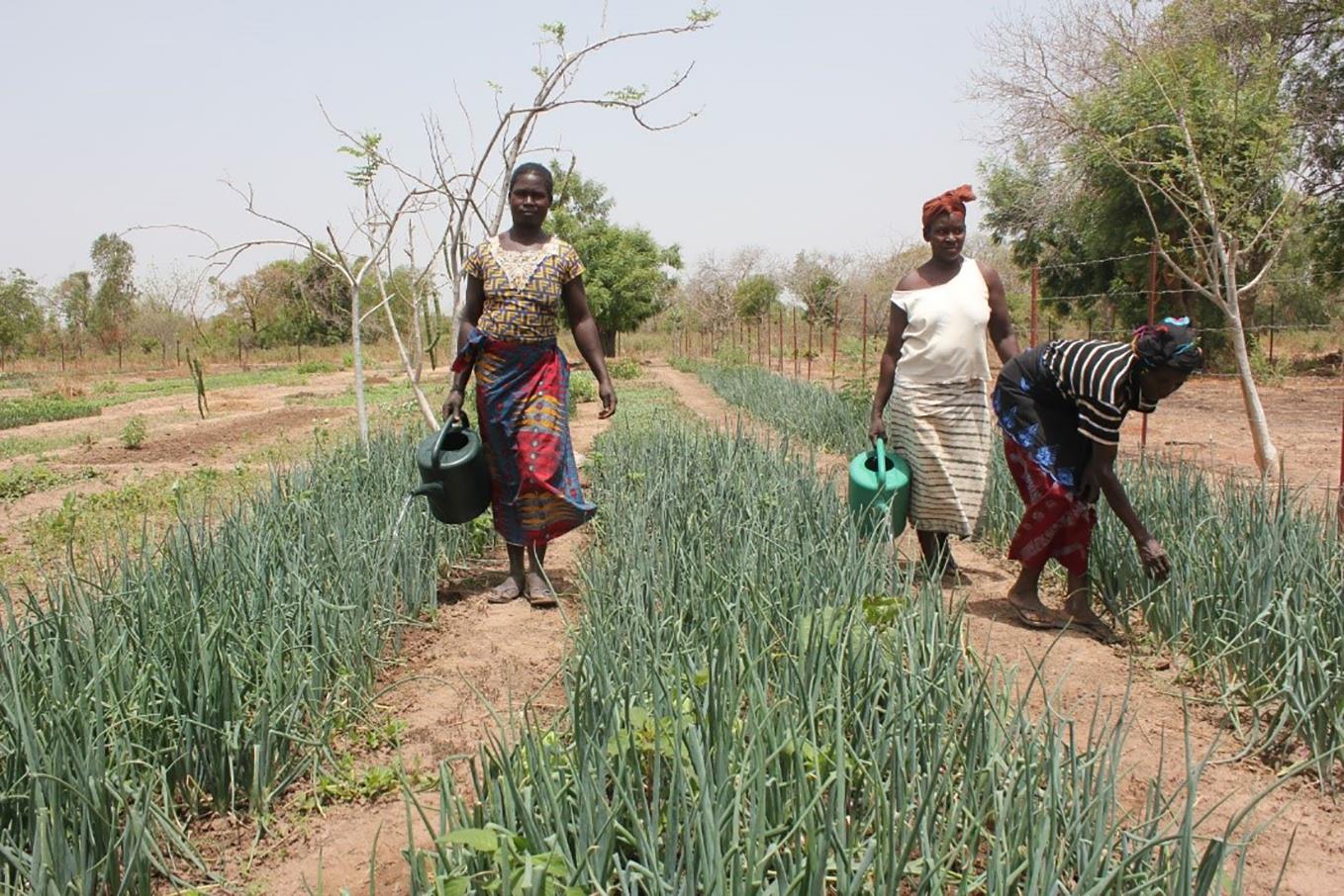 Changement climatique